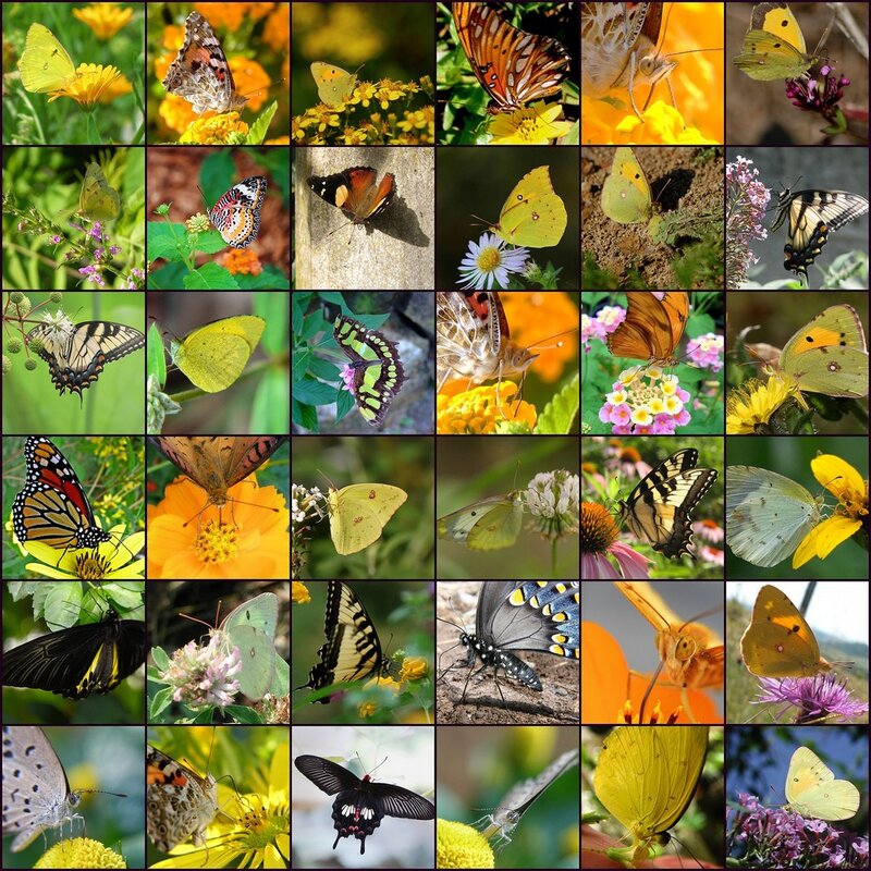 A collage of butterfly species