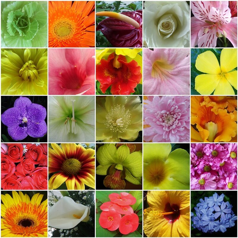 A collage of colorful flowers