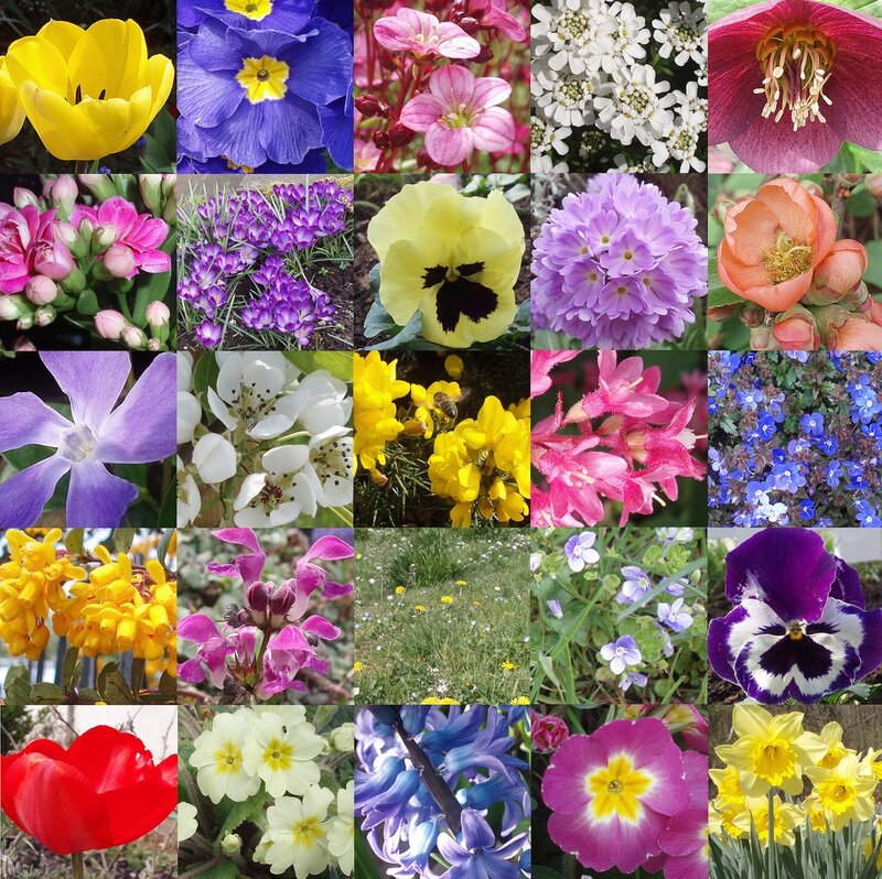 A collage of colorful flowers