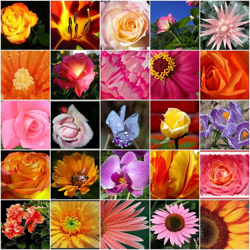 A collage of colorful flowers