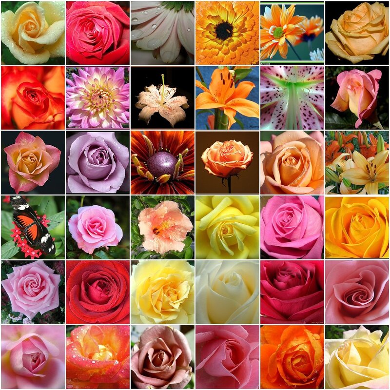 A collage of colorful flowers