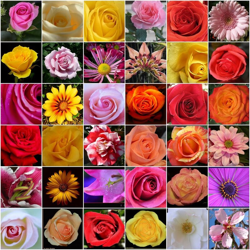 A collage of colorful flowers
