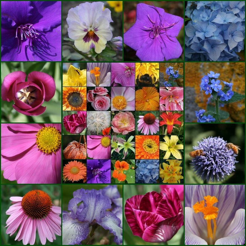 A collage of colorful flowers