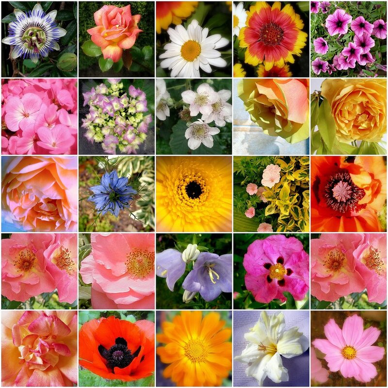 A collage of colorful flowers