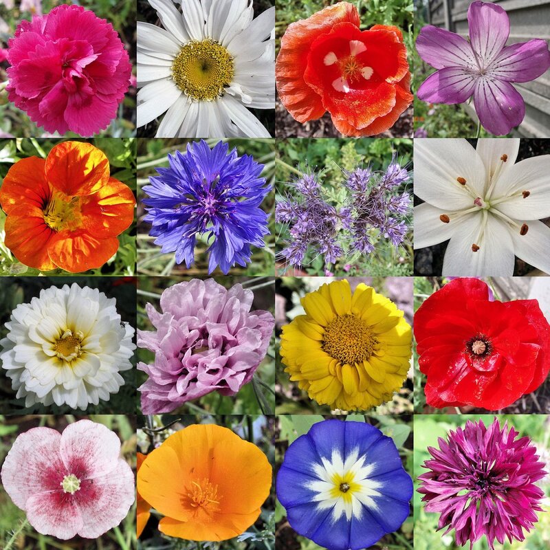 A collage of colorful flowers