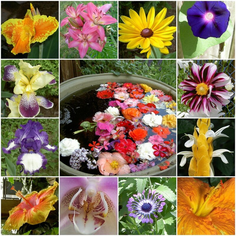 A collage of colorful flowers