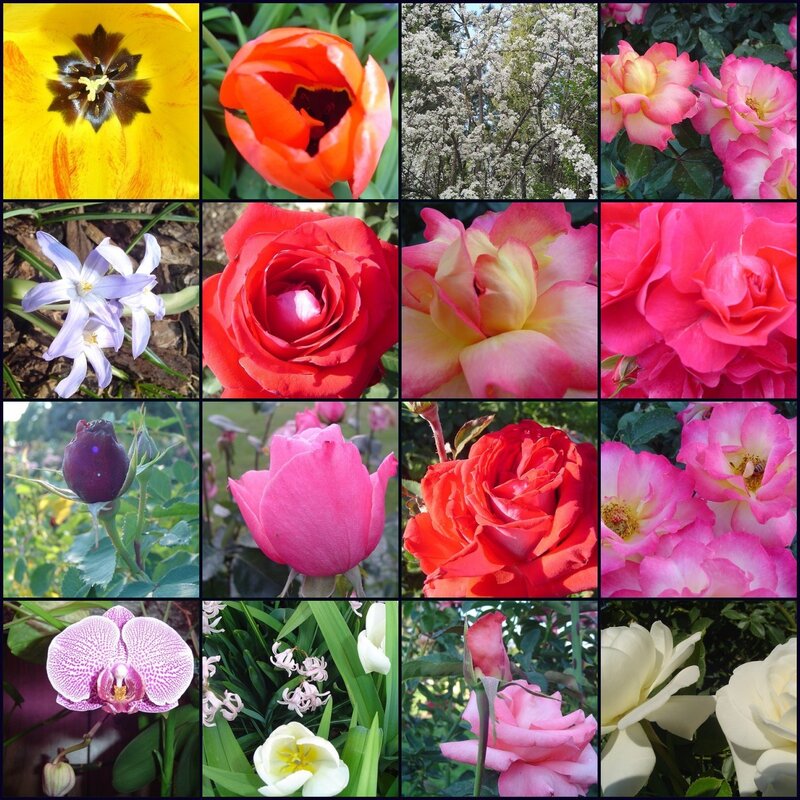 A collage of colorful flowers