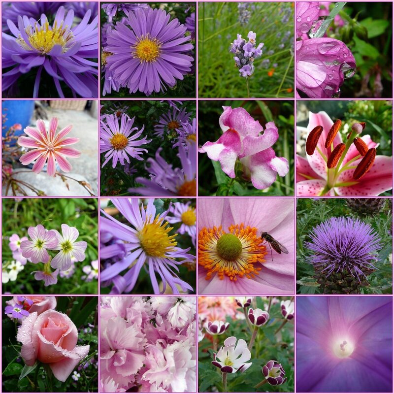 A collage of colorful flowers