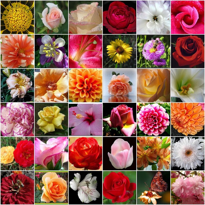 A collage of colorful flowers