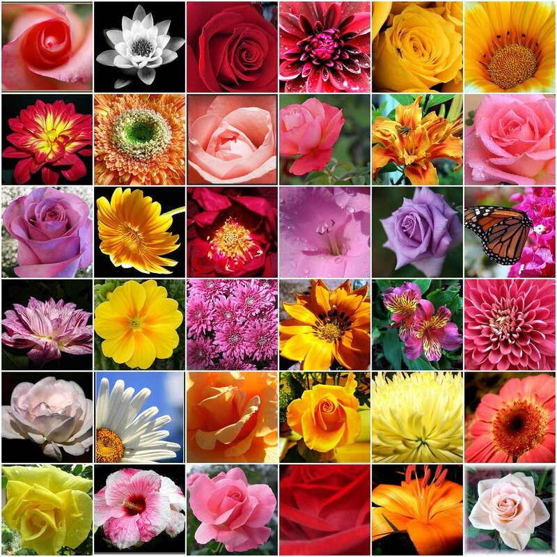 A collage of colorful flowers