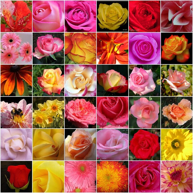 A collage of colorful flowers