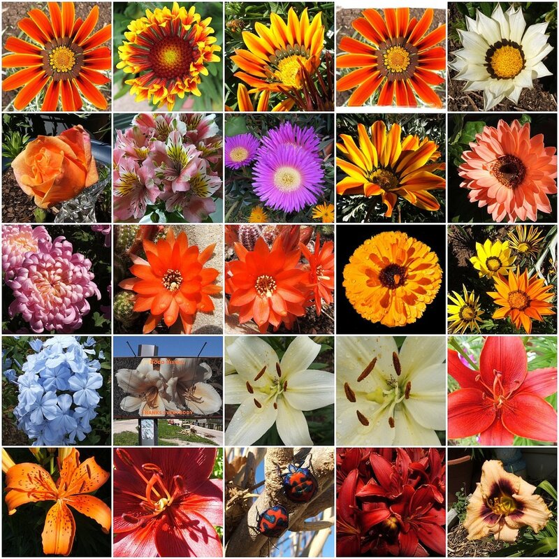 A collage of colorful flowers