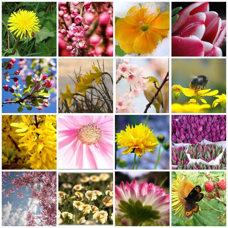 A collage of colorful flowers