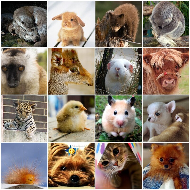 A collage of cute baby animals