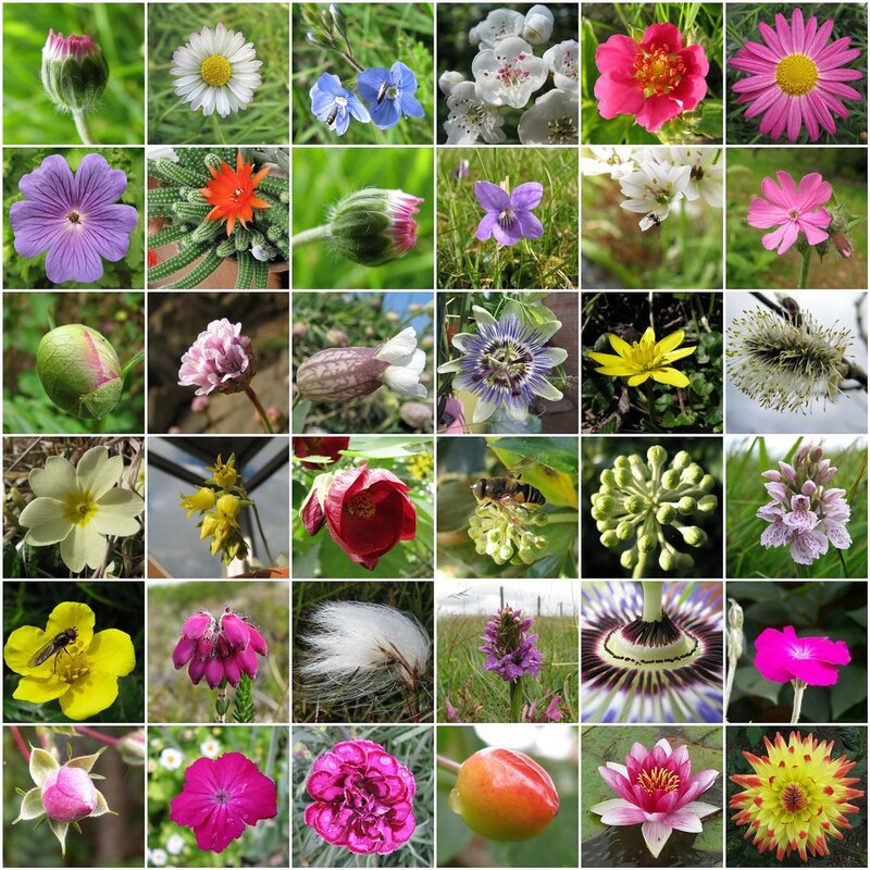 A collage of diverse flowers