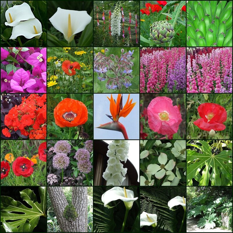 A collage of diverse flowers and plants