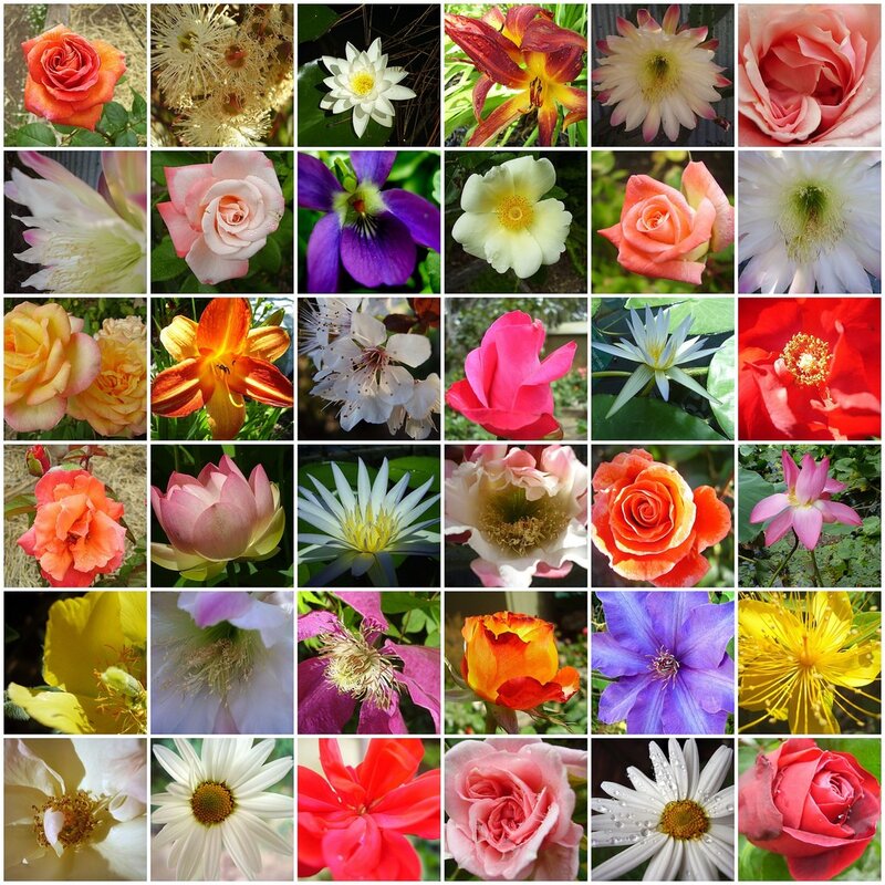 A collage of diverse flowers