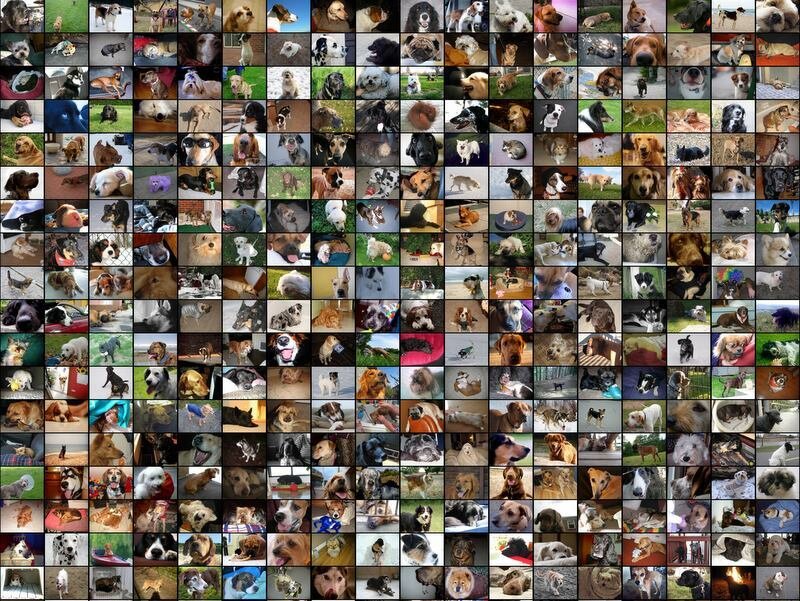 A collage of dog photos