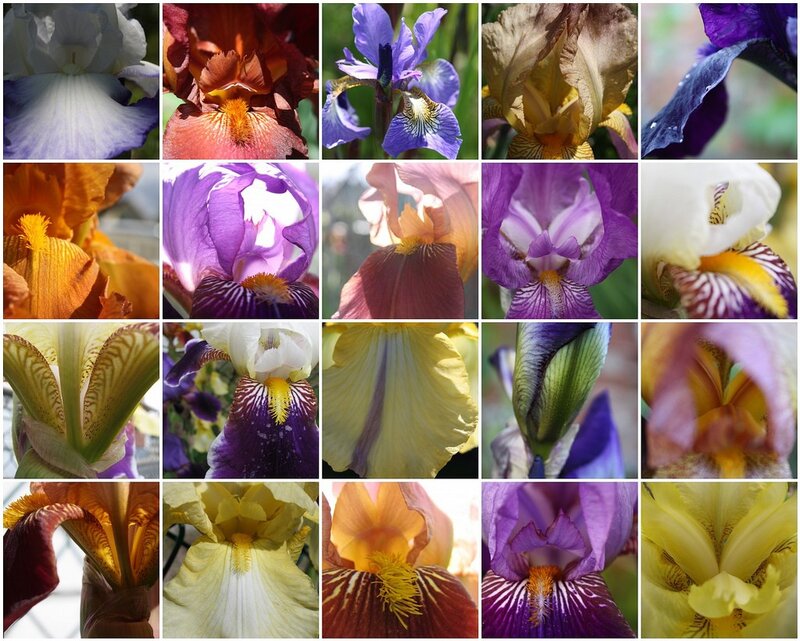 A collage of iris flowers