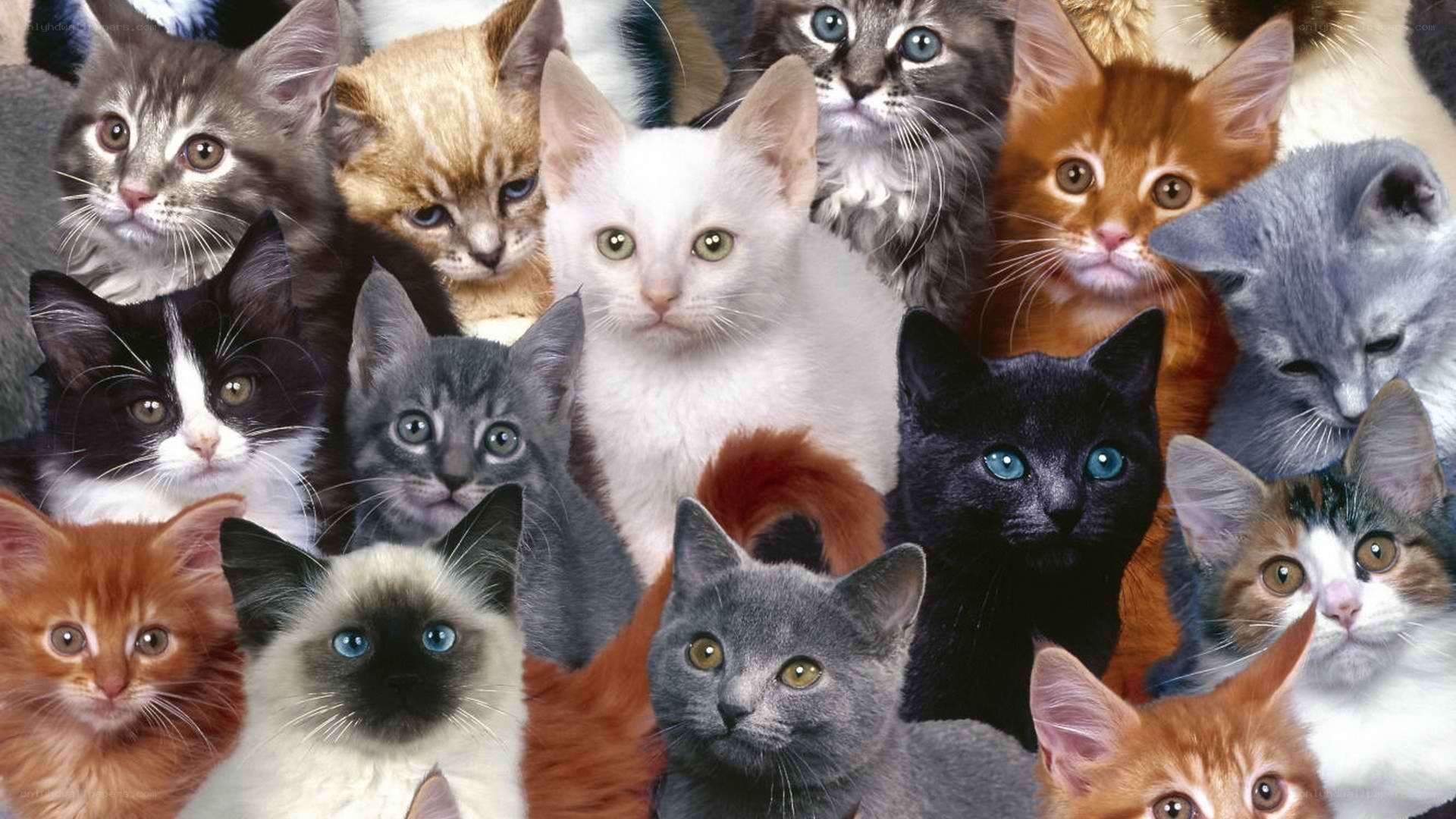 A collage of kittens