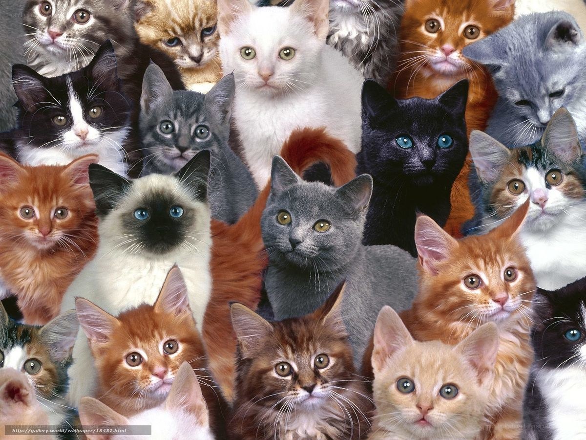 A collage of kittens