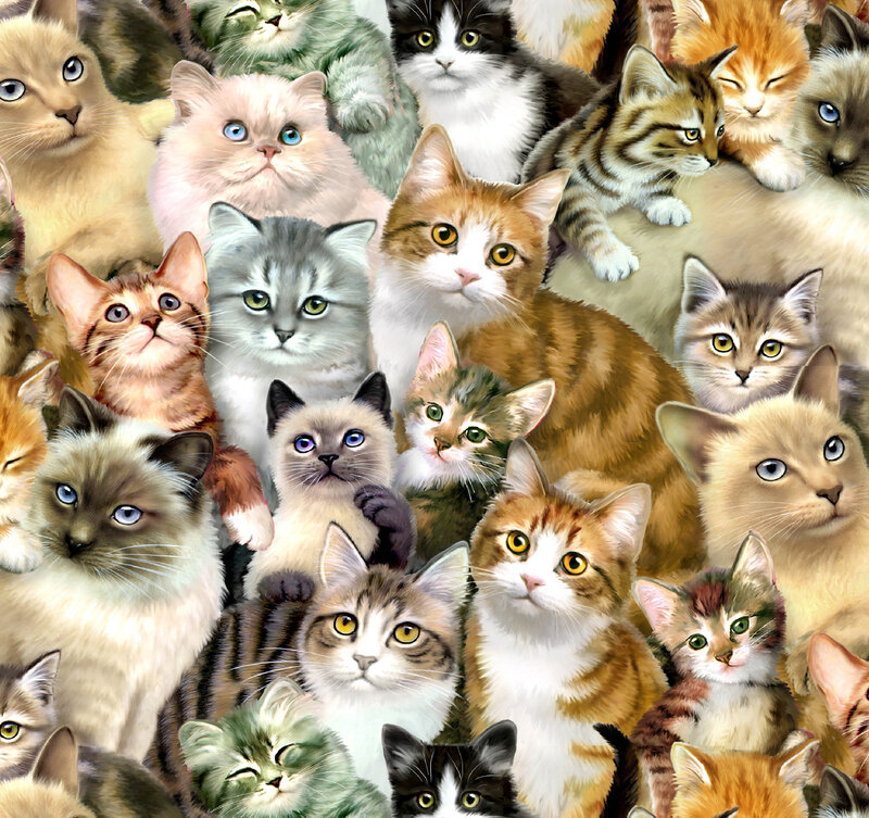 A collage of many cats