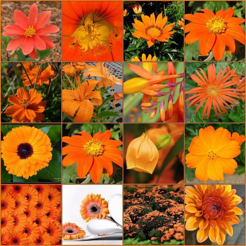 A collage of orange flowers