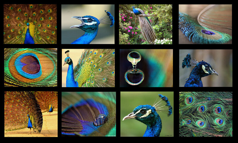 A collage of peacock images