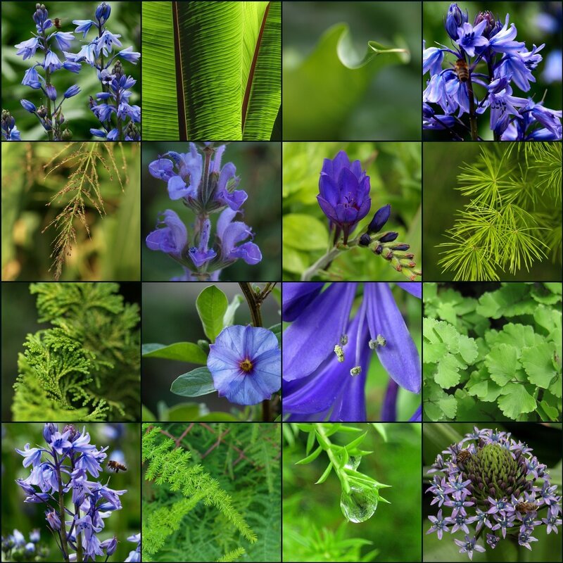 A collage of purple flowers and green plants