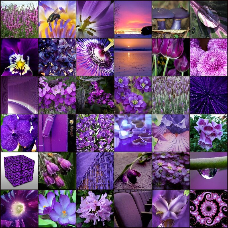 A collage of purple nature scenes