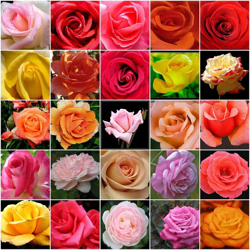 A collage of rose flowers