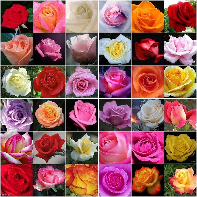 A collage of rose flowers