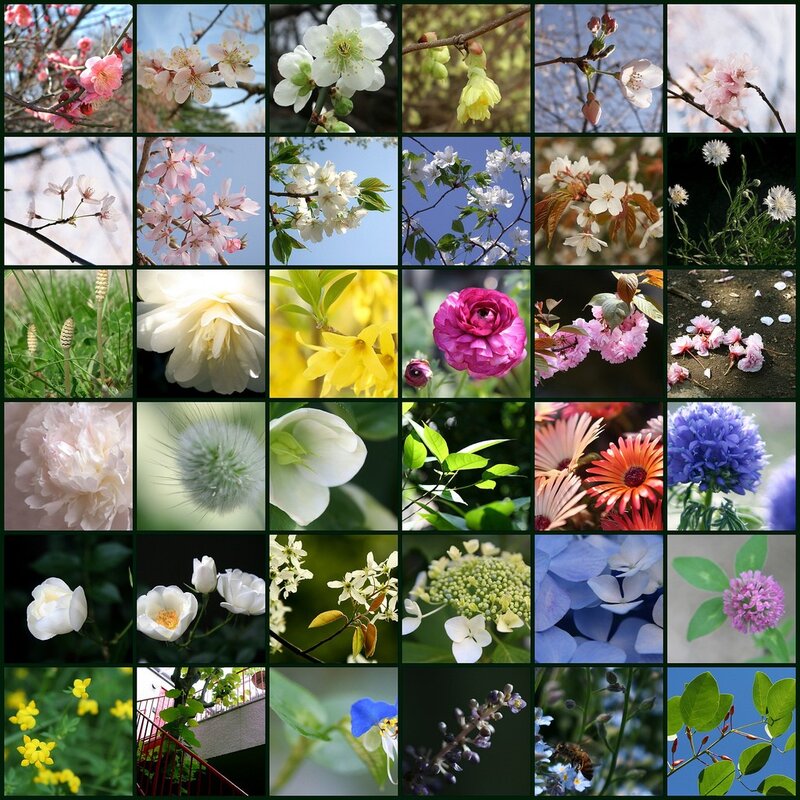 A collage of spring flowers
