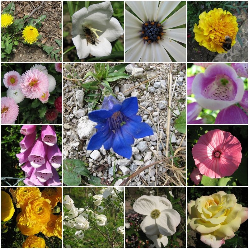 A collage of various colorful flowers