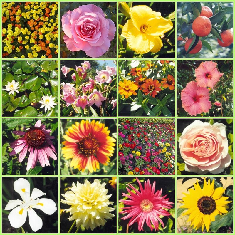 A collage of various flowers