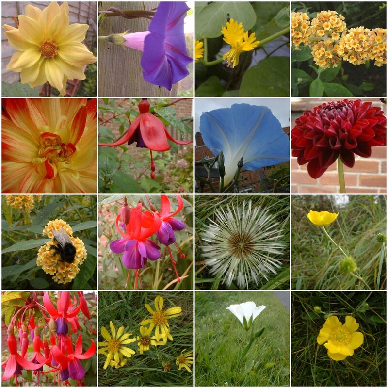 A collage of various flowers