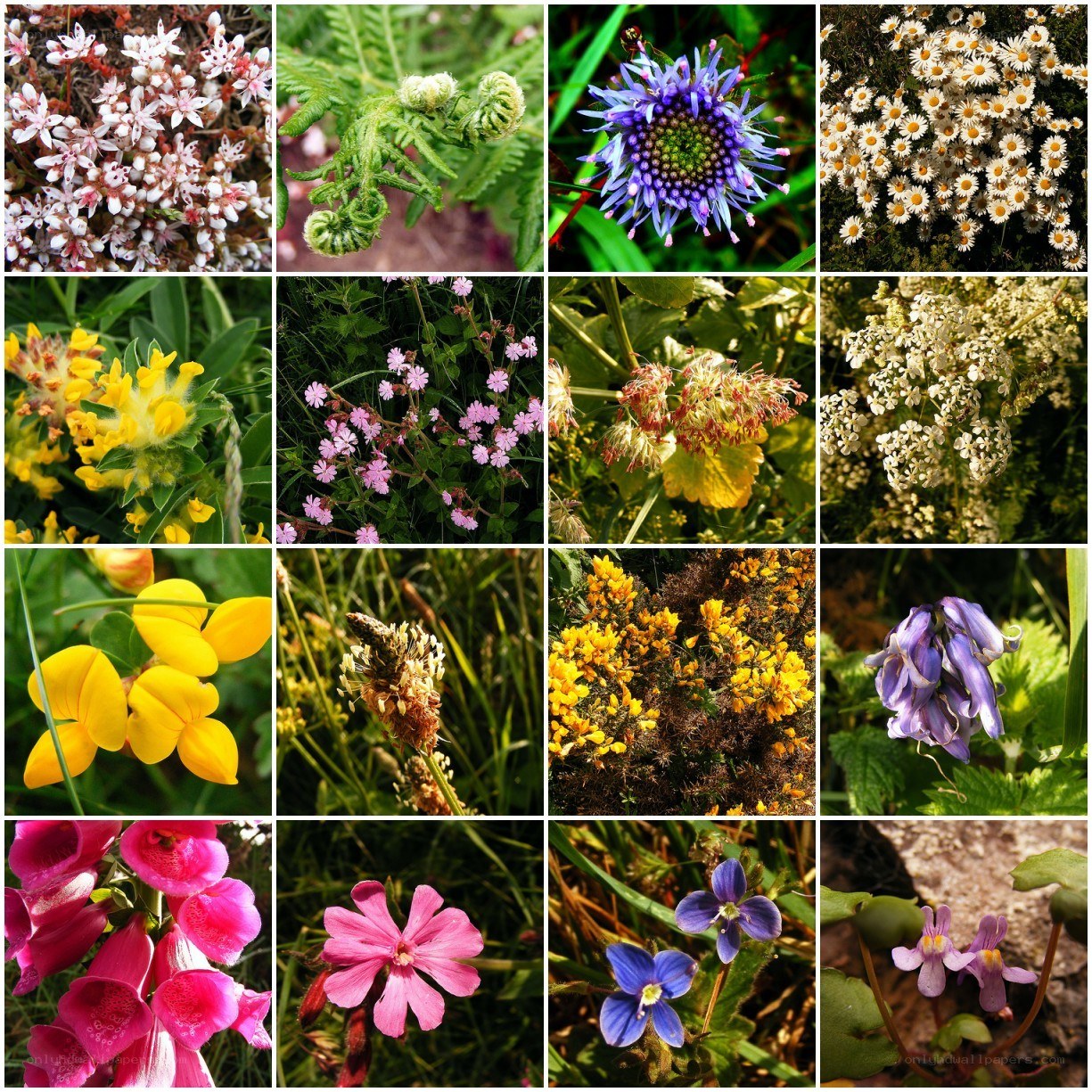 A collage of wildflowers