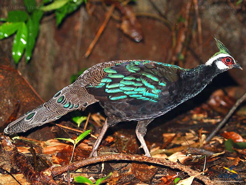 A colorful bird in the forest