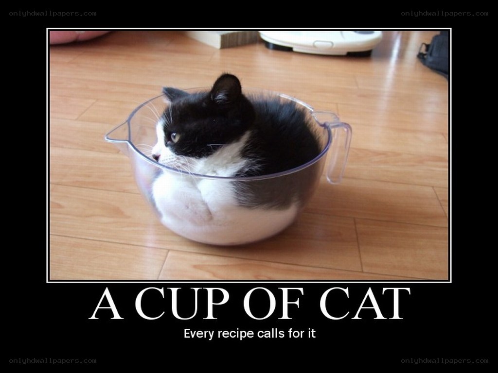 a cup of cat