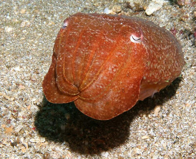 A cuttlefish on the seafloor