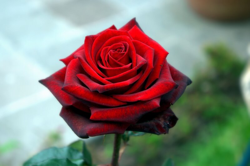 A deep red rose in bloom
