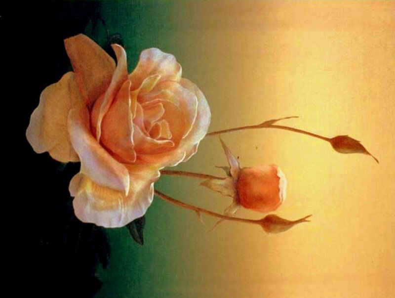 A delicate peach rose