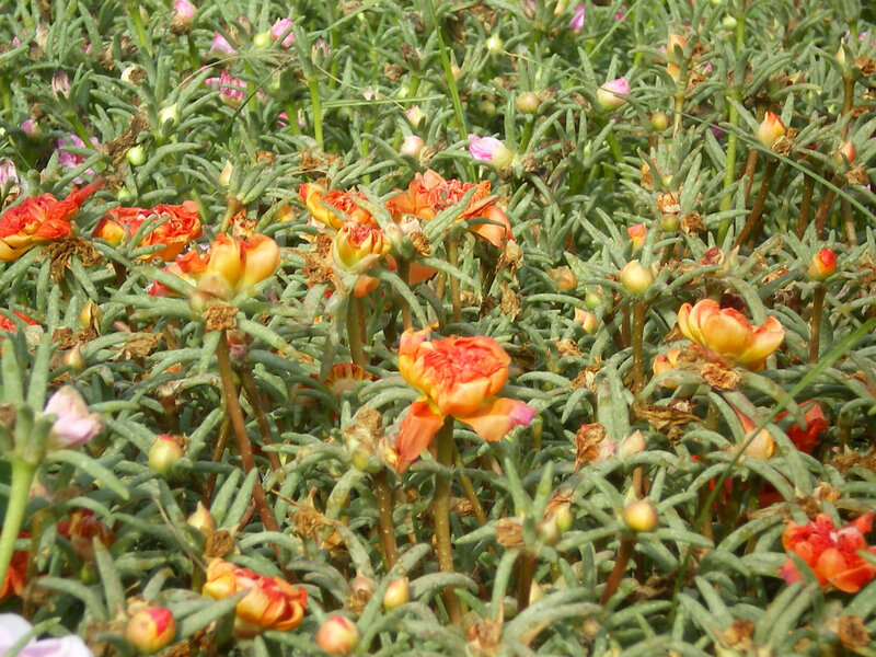 A field of vibrant portulaca flowers
