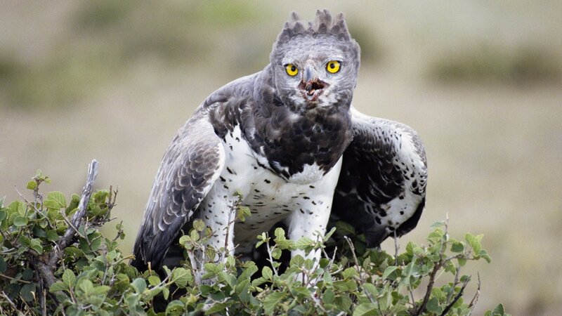 A fierce eagle perched on a bush