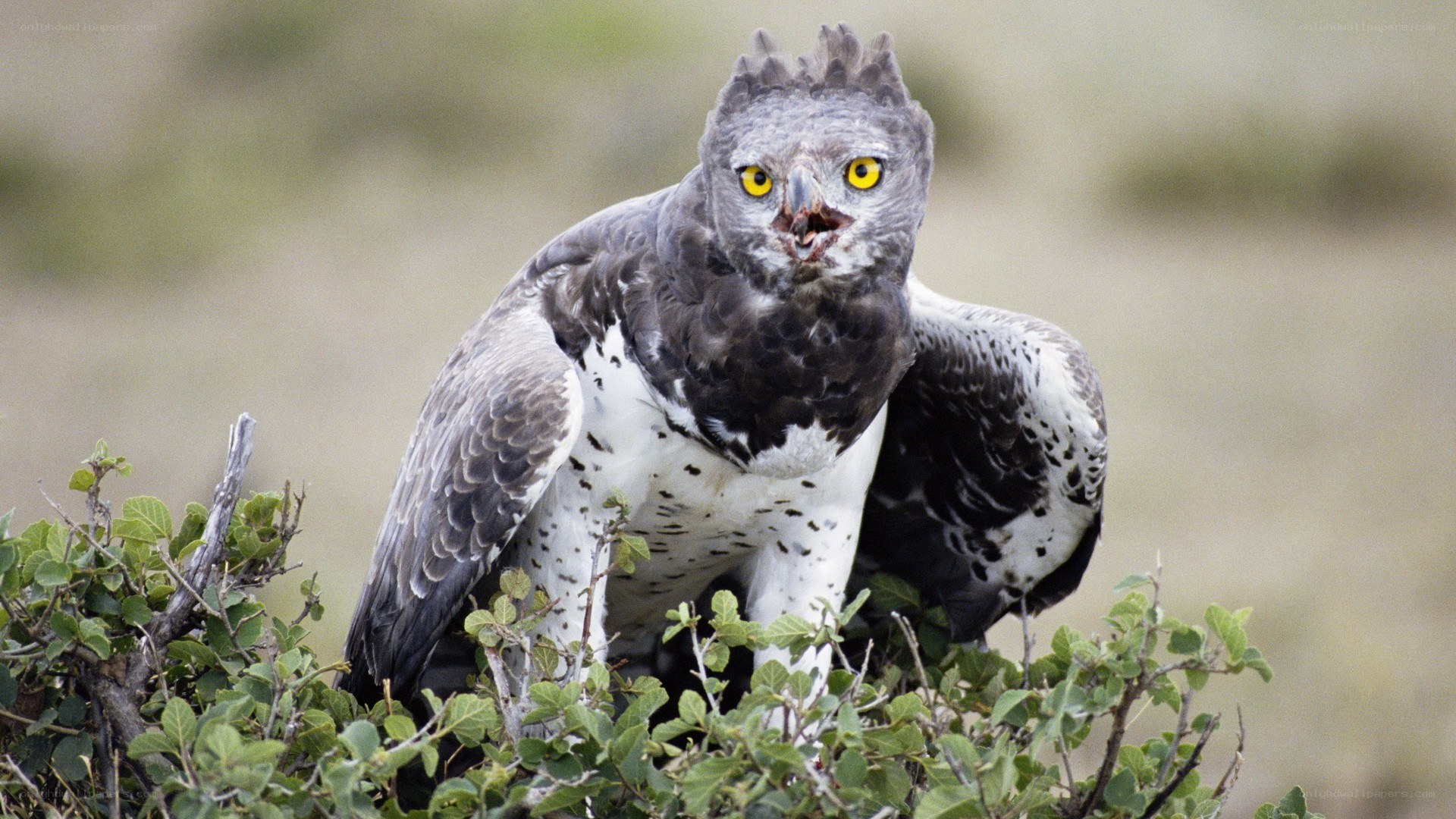 A fierce eagle perched on a bush