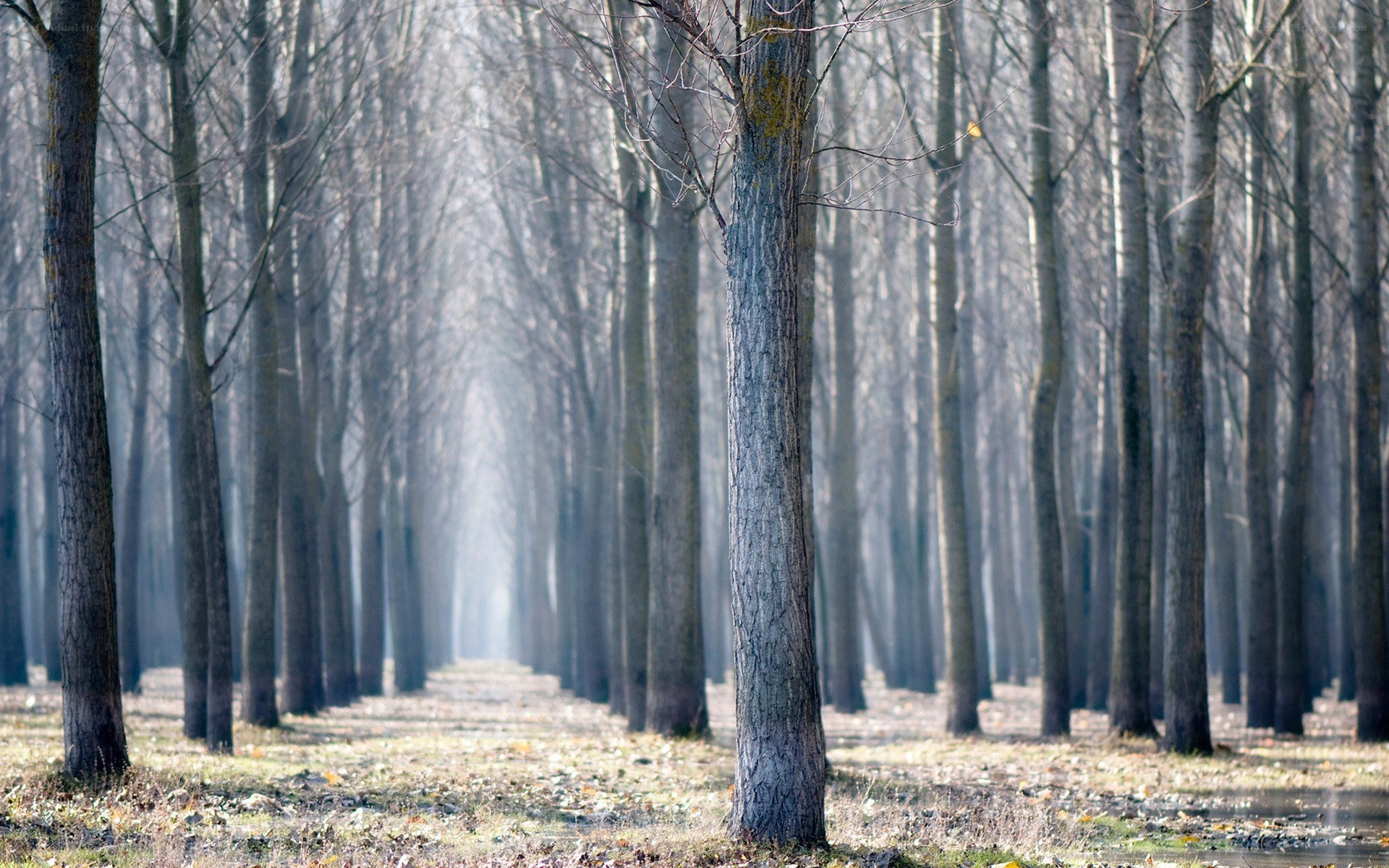 A forest path in winter