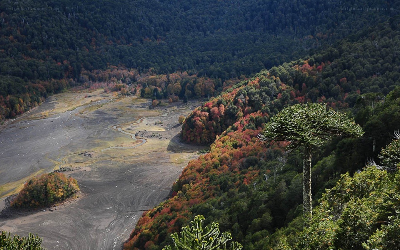 A forested valley with a dry riverbed