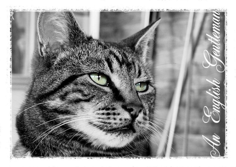 A Gentle Cat Portrait