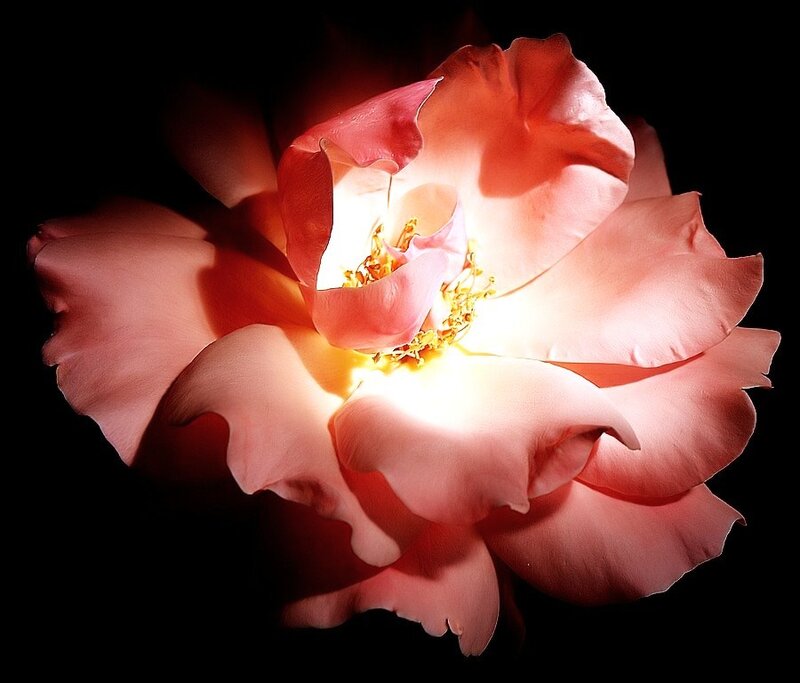 A glowing pink rose
