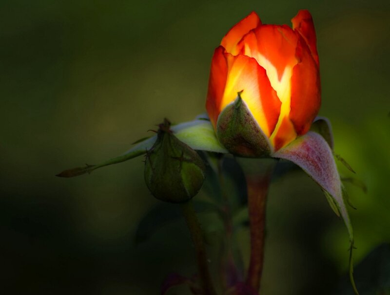A glowing red rose bud